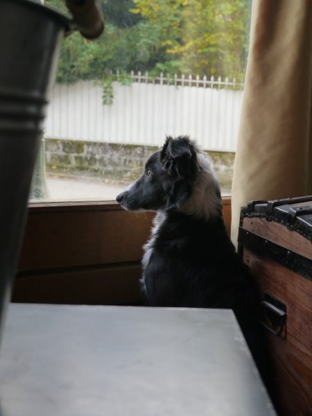 Appât de loups, éducateur canin Courpière - photo 1