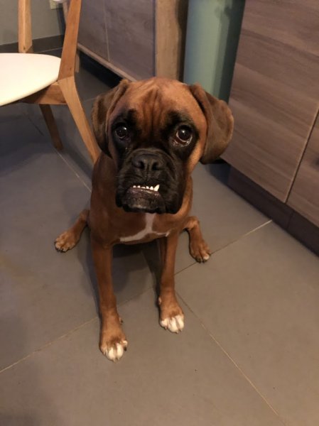 Appât de loups, éducateur canin Courpière - photo 2