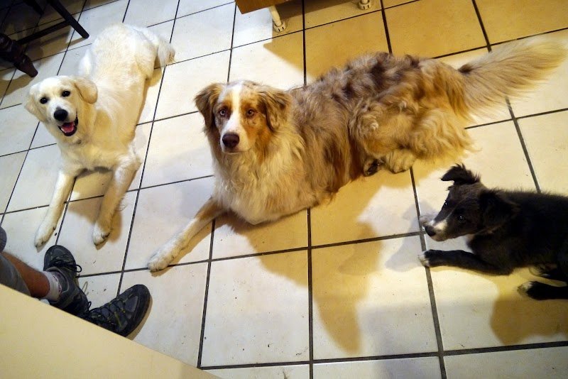 Appât de loups, éducateur canin Courpière - photo 3