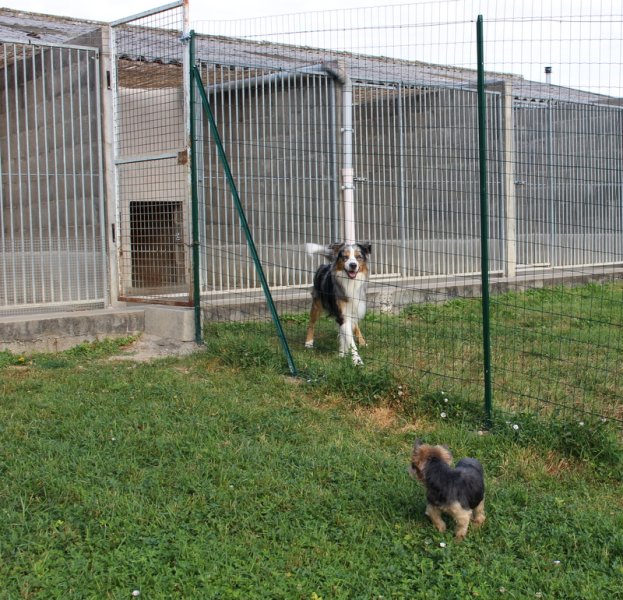 Pension Canine et Féline de Loudenka