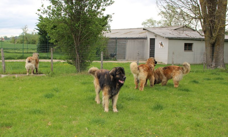 Pension Canine et Féline de Loudenka - photo 2