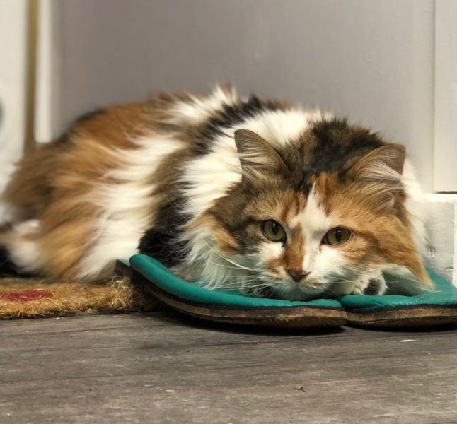 Pension Canine et Féline de Loudenka - photo 3