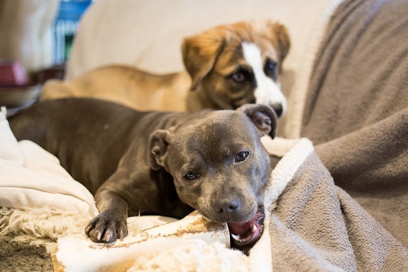 Estelle Riffaud - Education Canine - photo 2