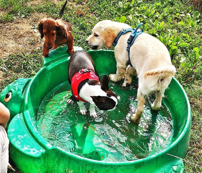 Estelle Riffaud - Education Canine - photo 3