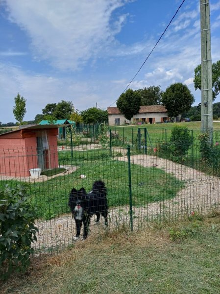 Pension Canine du Grand Langeron - photo 2