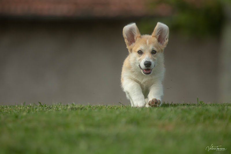 Pension Canine du Grand Langeron - photo 3