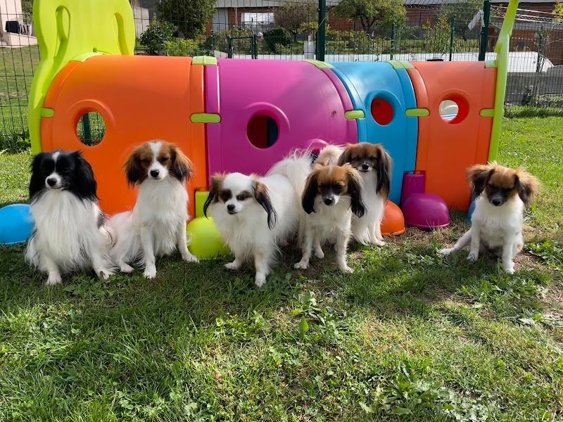 Elevage de chien épagneul nain continental (phalène) - Le Courtil Fleuri d’Obelia