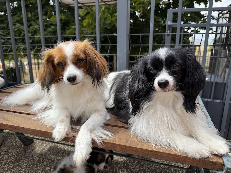 Elevage de chien épagneul nain continental (phalène) - Le Courtil Fleuri d’Obelia - photo 2