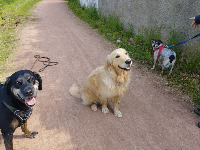 Éducateur Comportementaliste CANIN Marlène Monteagudo - photo 2