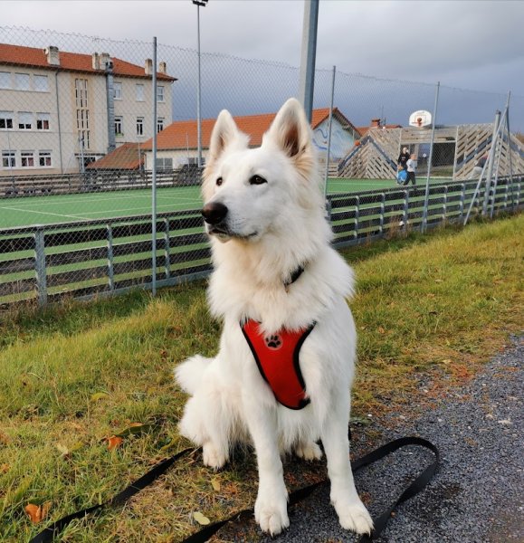 Eden's DOG - photo 3