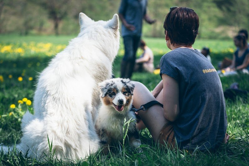 Chien malin | L'école du chiot et éducation canine - photo 1