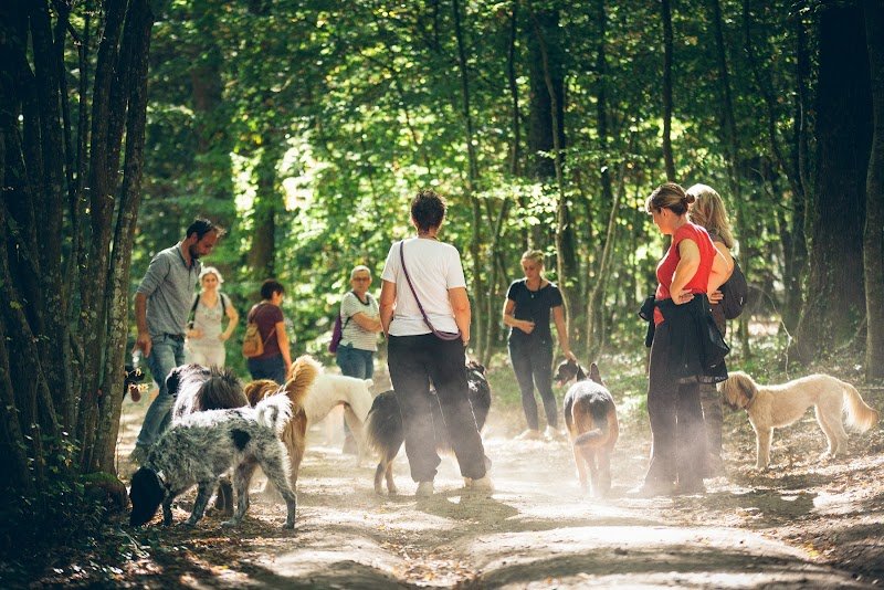 Chien malin | L'école du chiot et éducation canine - photo 2