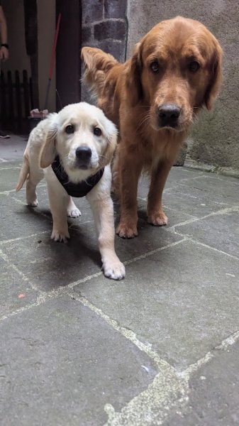 Chien malin | L'école du chiot et éducation canine - photo 3