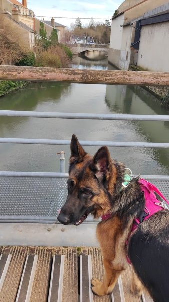 Mélanie Audry Comportement canin - photo 2