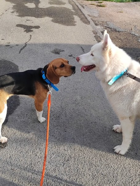 Mélanie Audry Comportement canin - photo 3