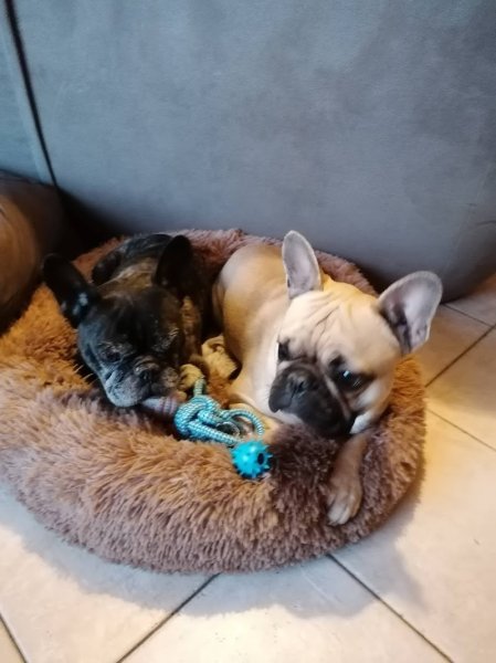 Apprentis chiens - photo 2