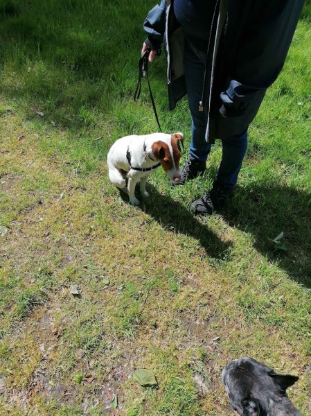 Apprentis chiens - photo 3