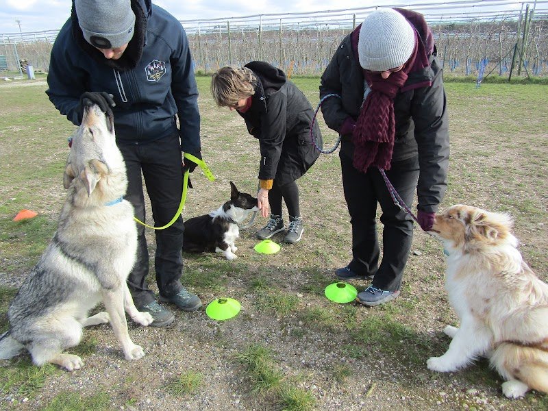 Lovely Dogs Education - photo 2