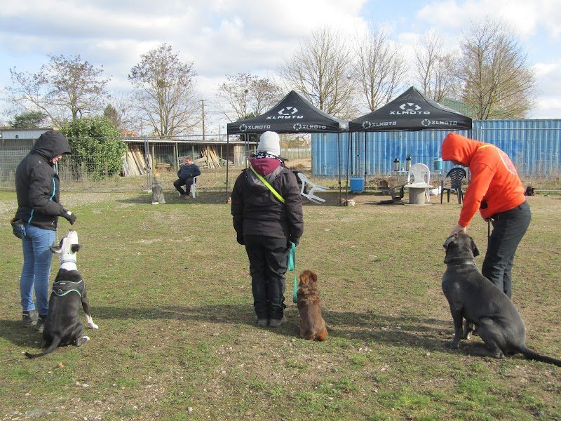 Lovely Dogs Education - photo 3