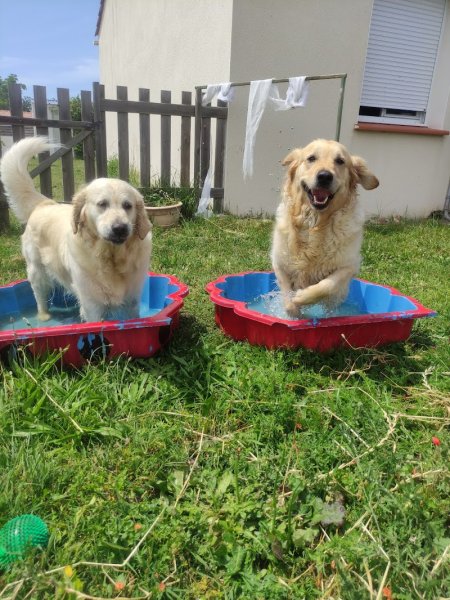 Happy Dogs - photo 1