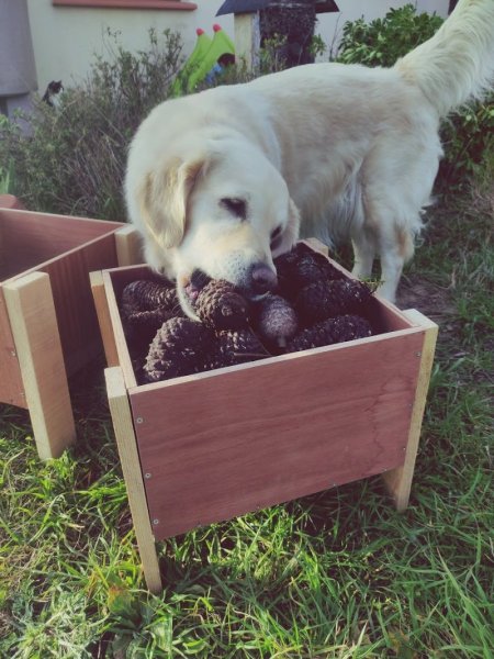 Happy Dogs - photo 2