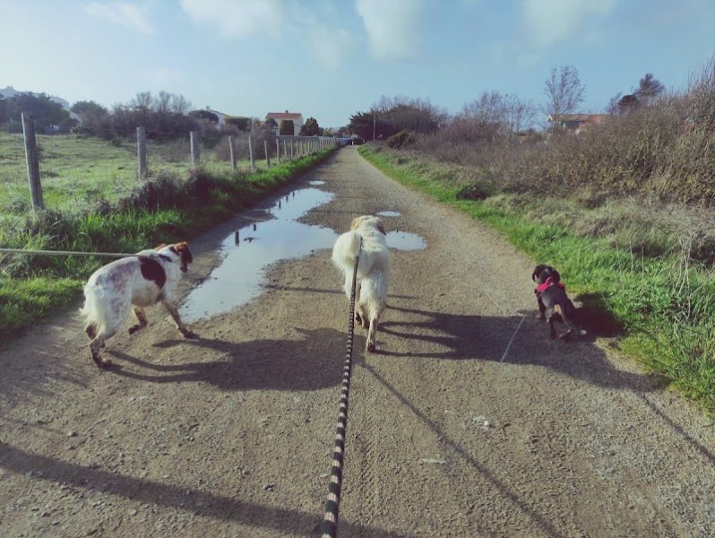 Happy Dogs - photo 3