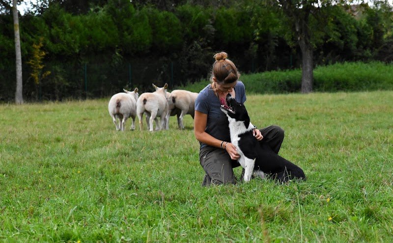 EweTility Dogs Training - photo 1