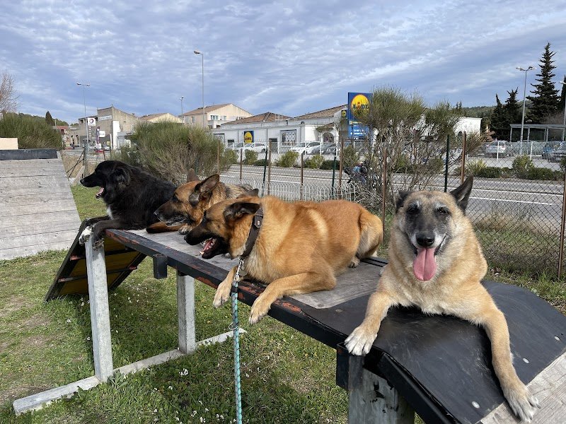 Amicale De Dressage De Bouc Bel Air - photo 1