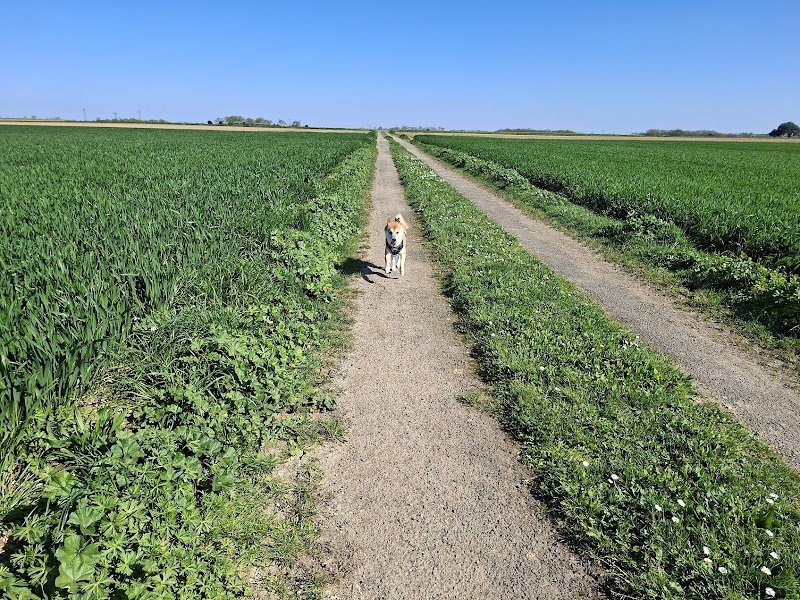 CaniVIP Educateur Comportementaliste canin La Rochelle et environs
