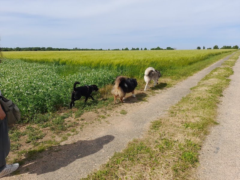 CaniVIP Educateur Comportementaliste canin La Rochelle et environs - photo 2