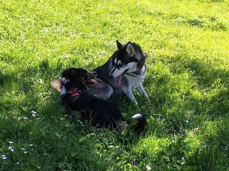CaniVIP Educateur Comportementaliste canin La Rochelle et environs - photo 3