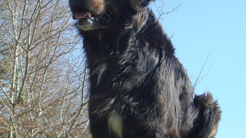 Agil'Canin 36 - photo 1