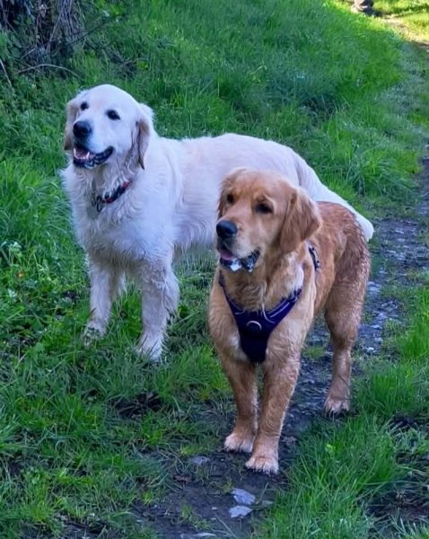 Agil'Canin 36 - photo 2