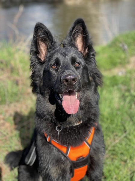 Intuitions Canines - photo 1