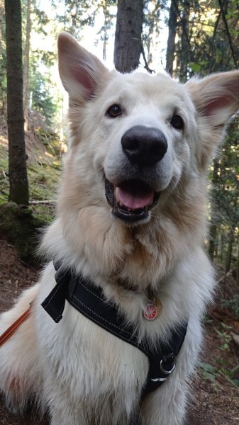 Intuitions Canines - photo 2