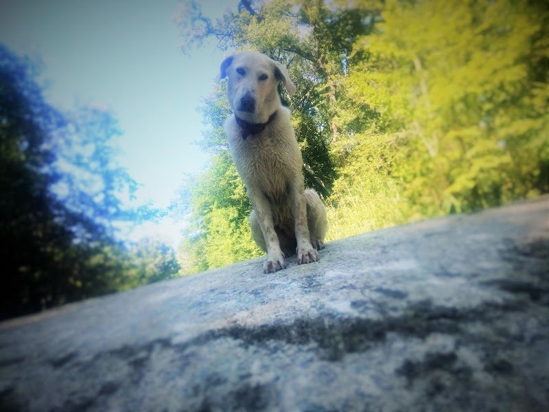 Intuitions Canines - photo 3