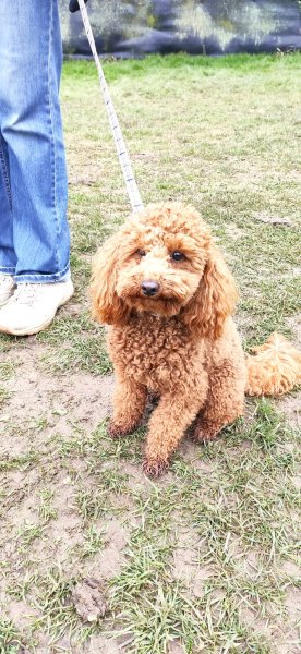 ÉDUC' ET MON CHIEN 89 - photo 1