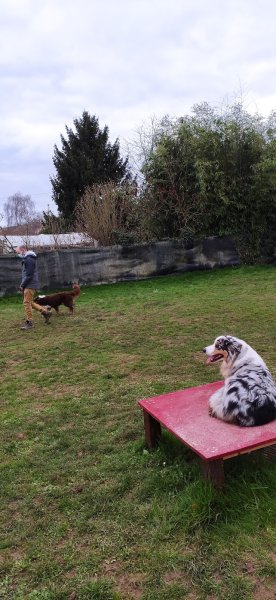 ÉDUC' ET MON CHIEN 89 - photo 2