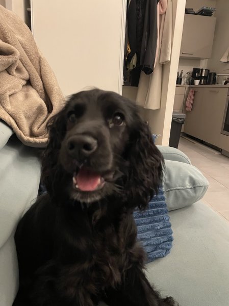 L' En Patte Ty - Educateur comportementaliste canin - A votre domicile