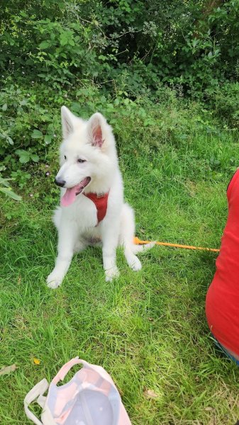 L' En Patte Ty - Educateur comportementaliste canin - A votre domicile - photo 2