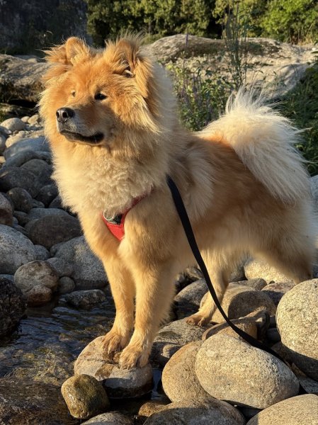 L' En Patte Ty - Educateur comportementaliste canin - A votre domicile - photo 3