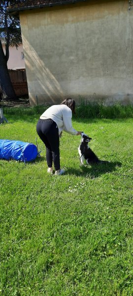 Educateur canin ROANNE Olivier Petit - photo 2