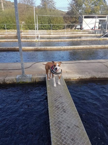 Educateur canin - Ti Dog Éducation