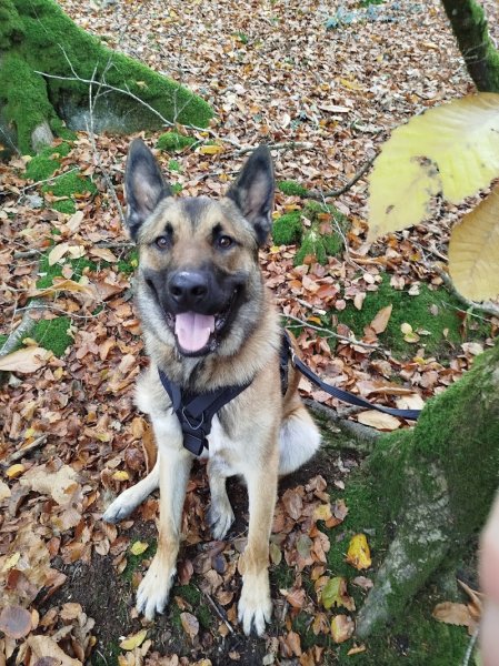 Educateur canin - Ti Dog Éducation - photo 2