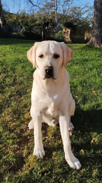 Educateur canin - Ti Dog Éducation - photo 3