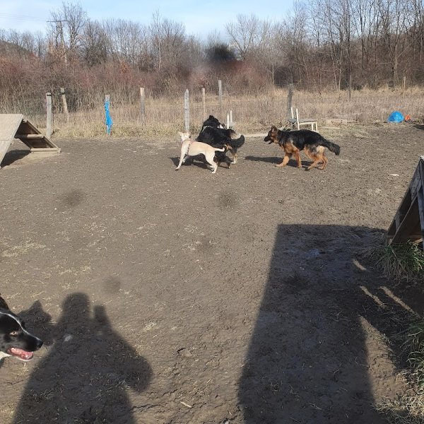 complicité homme et chien - photo 2