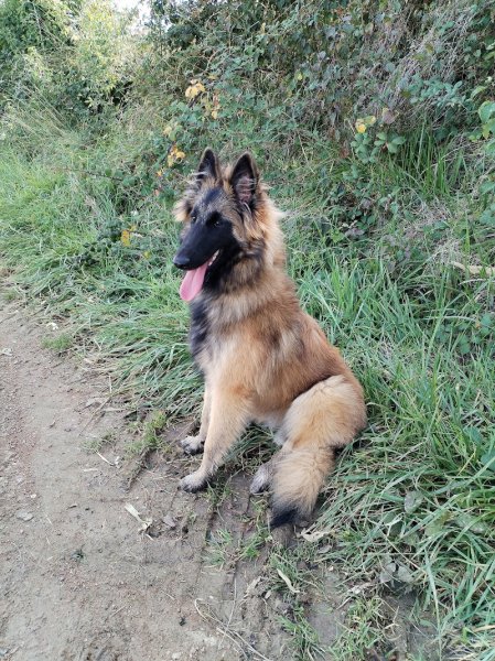 Passion educ canin - photo 1