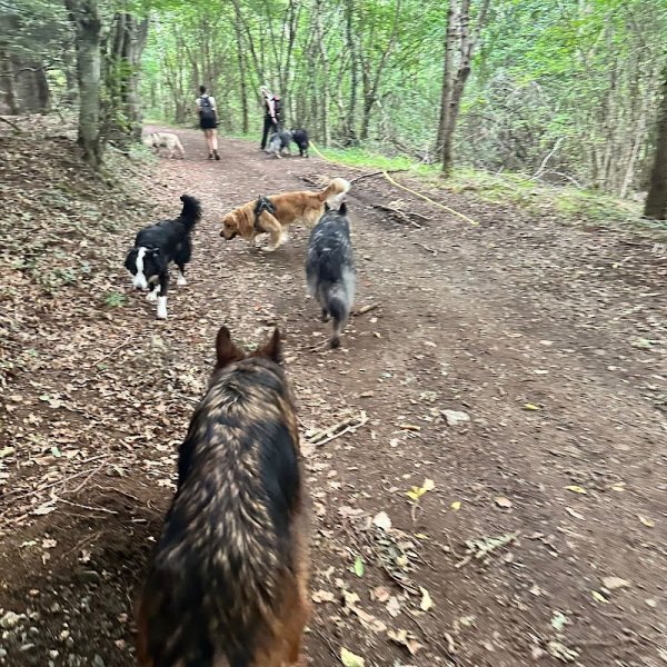 Astuce d'éduc - Education canine - photo 2