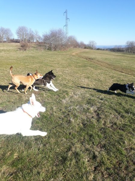 Animal Stories Education canine - photo 1