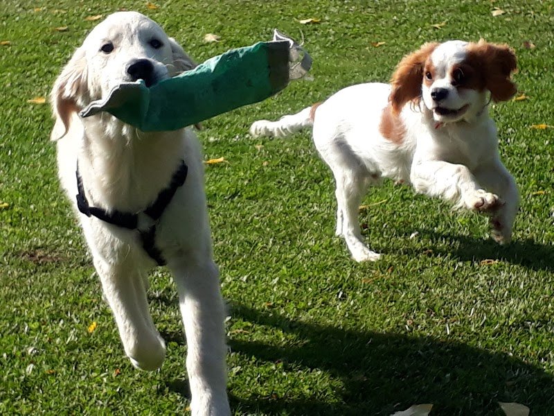 Animal Stories Education canine - photo 3